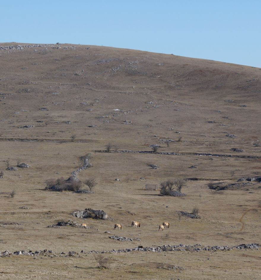 Chevaux de Przewalski sur le Causse Méjean