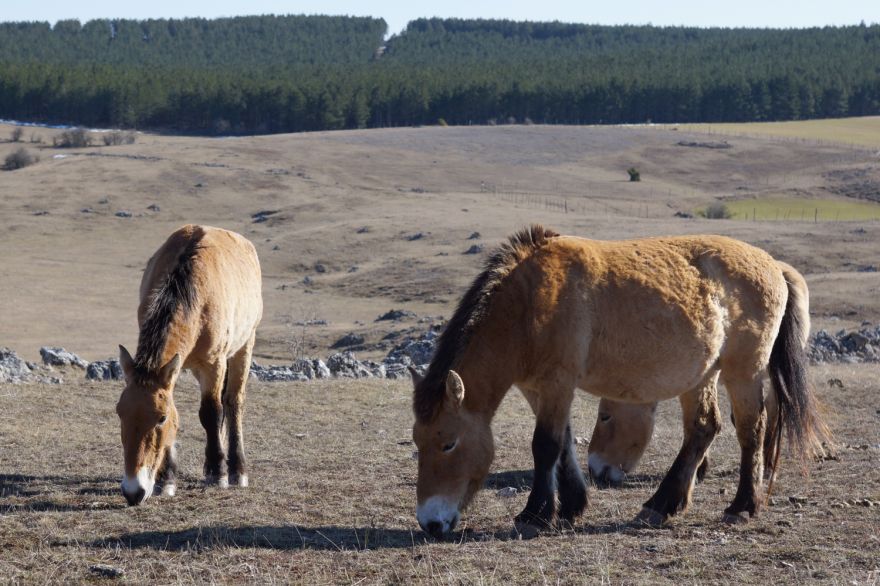 Groupe de chevaux Przewalski 