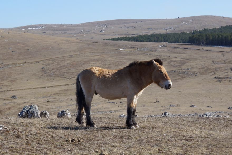 Cheval de Przewalski sur le Causse Méjean